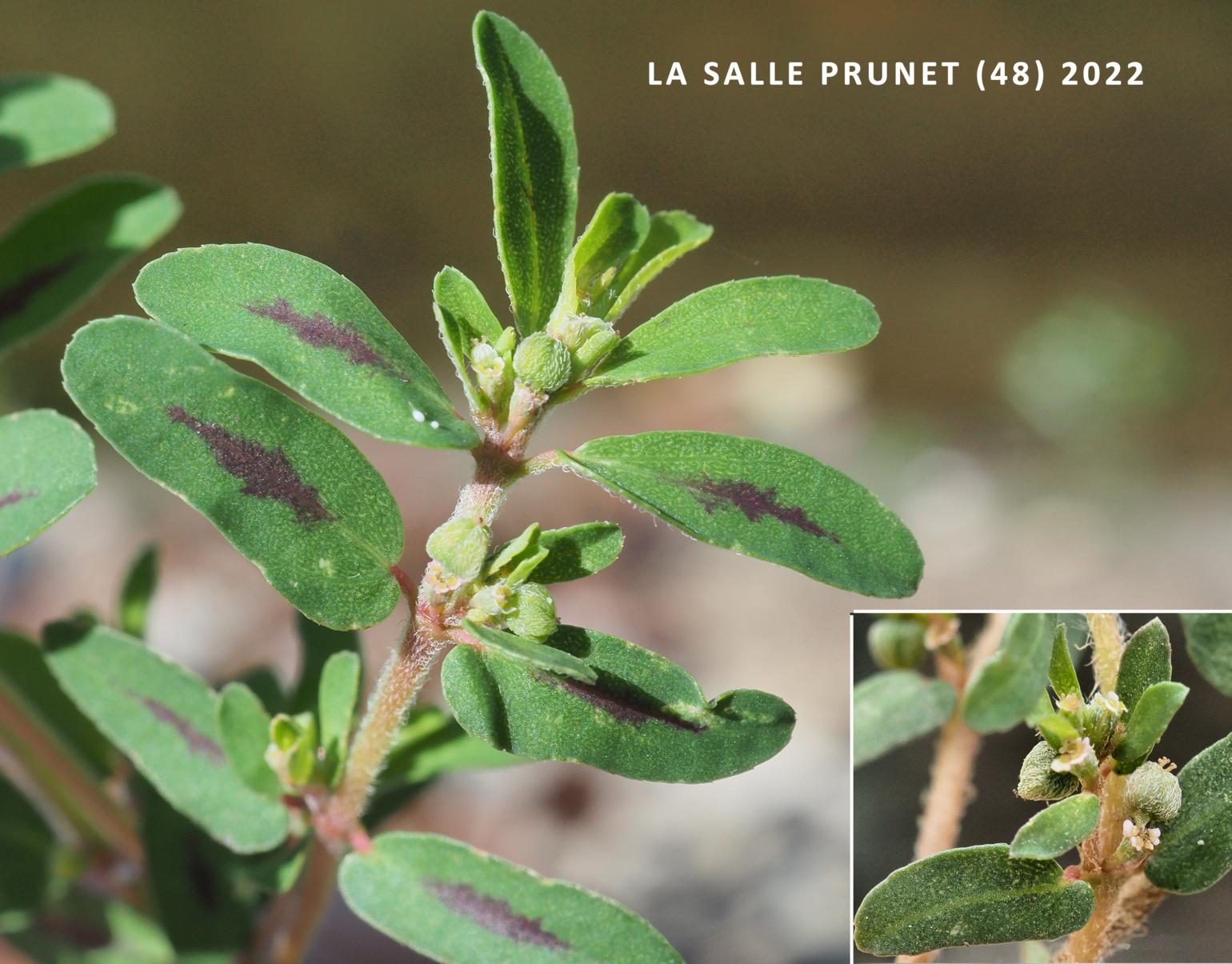 Spurge, Spotted
